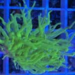 Coral Frag LPS Torch Incredible Hulk Euphyllia glabrescens CRV1-R3