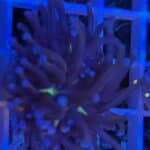 Coral Frag LPS Torch Joker Euphyllia glabrescens CRV1-L4