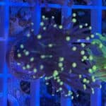 Coral Frag LPS Torch Yellow Tip Euphyllia glabrescens CRV1-R4