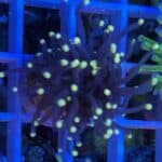 Coral Frag LPS Torch Yellow tip Euphyllia glabrescens CRV1-L3