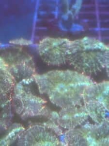 Coral Frag Soft Rhodactis Mardi Gras Bounce Mushroom