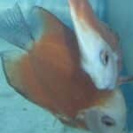 Discus Red Marlboro High Body Symphysodon Freshwater Tropical Fish