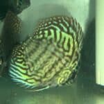 Discus Red Turquoise Symphysodon Freshwater Tropical Fish