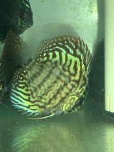 Discus Red Turquoise Symphysodon Freshwater Tropical Fish