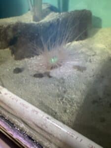 Anemone Tube Orange Neon Saltwater Reef Invertebrate