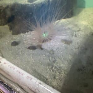 Anemone Tube Orange Neon Saltwater Reef Invertebrate