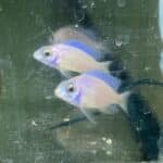 Cichlid Albino Taiwan Reef Cichlid Male