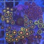 Coral Colony Soft Zoanthid Mix CRV1-R4-C3 Saltwater Reef