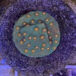 Coral Frag LPS Cyphastrea Meteor Shower Green & Orange Polyps Saltwater Reef