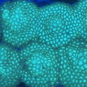 Coral Frag LPS Leptastea Green Neon Saltwater Reef