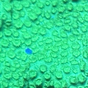 Coral Frag LPS Cyphastrea Green Saltwater Reef