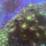 Coral Frag Soft Palythoa CMT10-R6-ALL