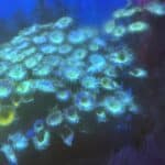 Coral Frag Soft Palythoa Ice CMT11-R12-ALL Saltwater Reef