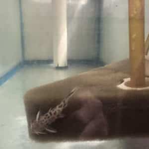 PJS Tropical Synodontis Multipunctatis Cat Fish