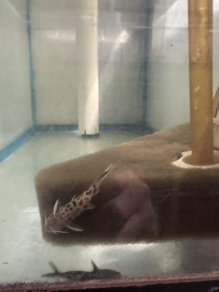 PJS Tropical Synodontis Multipunctatus Cat Fish