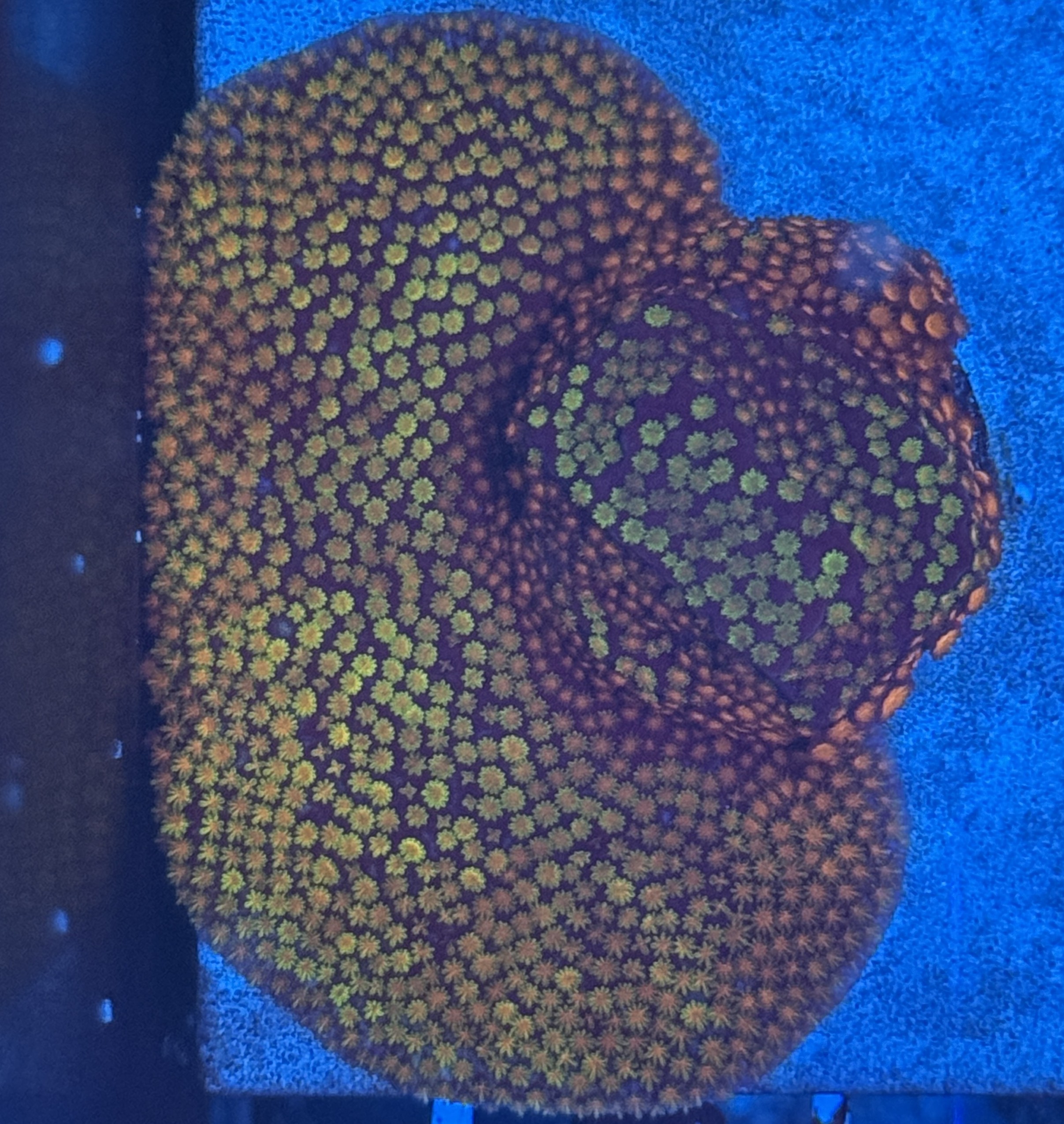 Coral Frag SPS Montipora ECC Hellfire