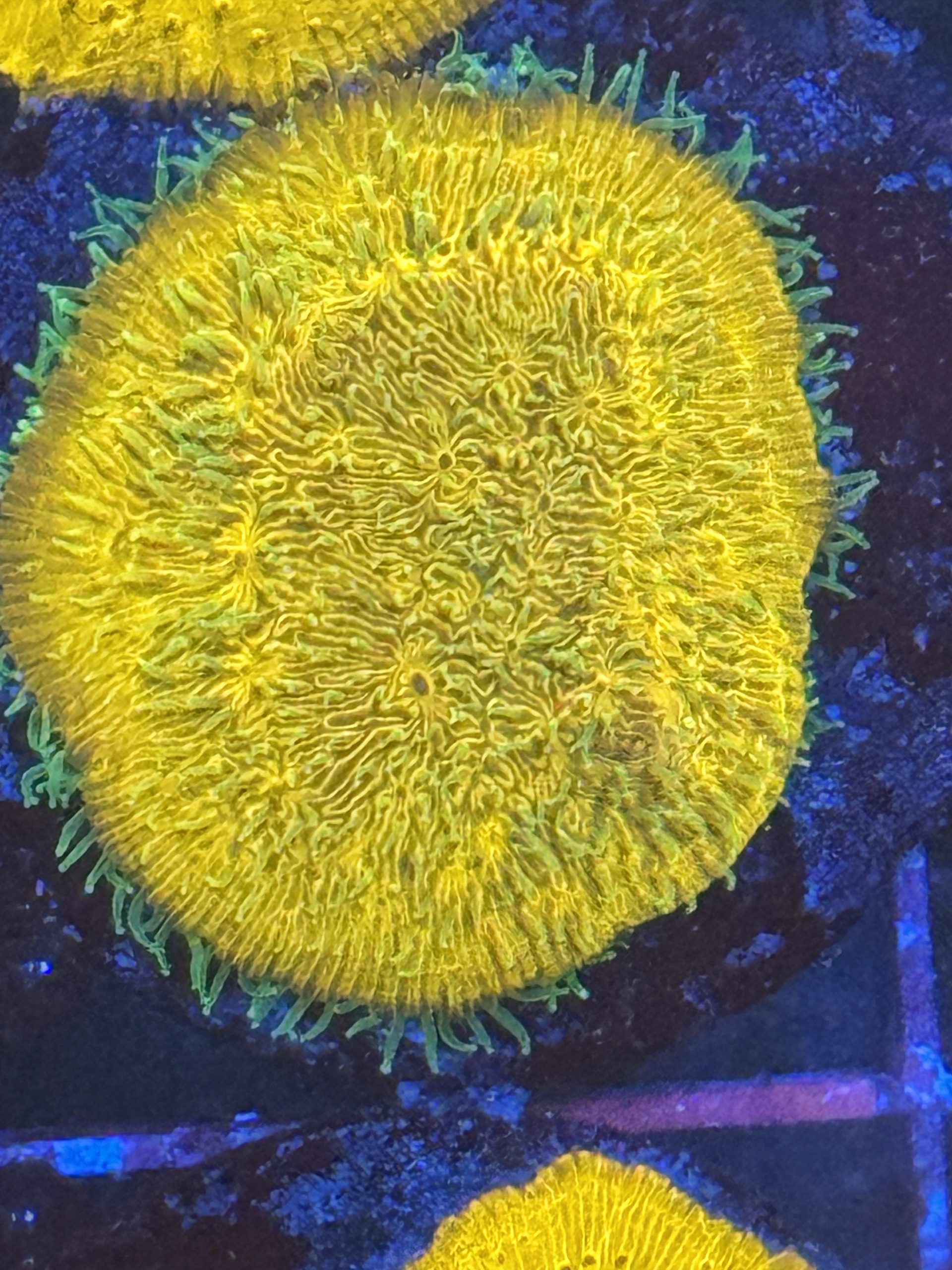 Coral Frag LPS Lithophyllon Honeysickle