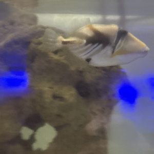 Triggerfish Huma