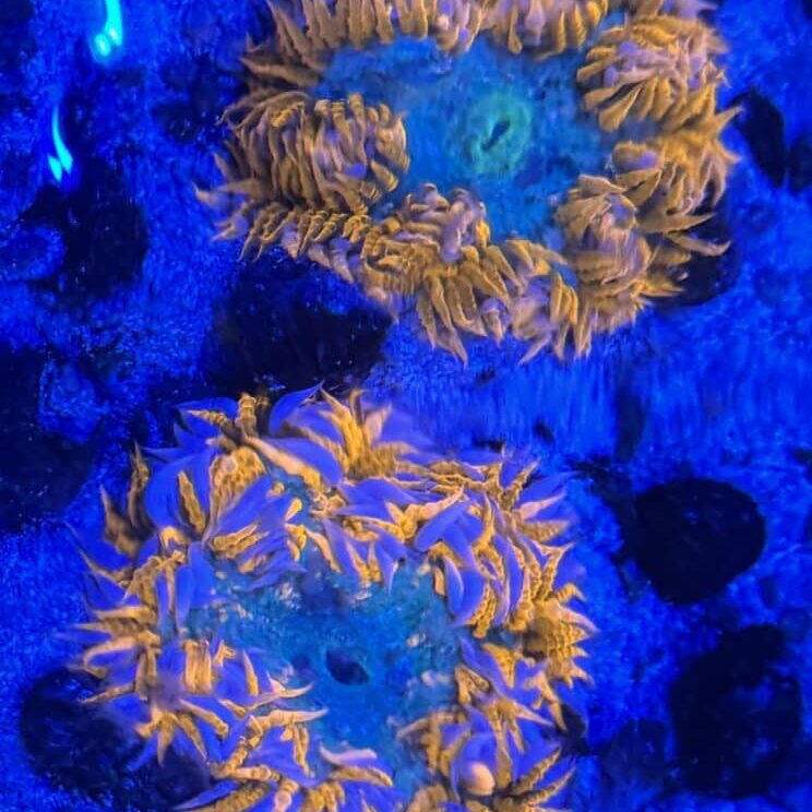 Anemone Rock Flower Ultra 2