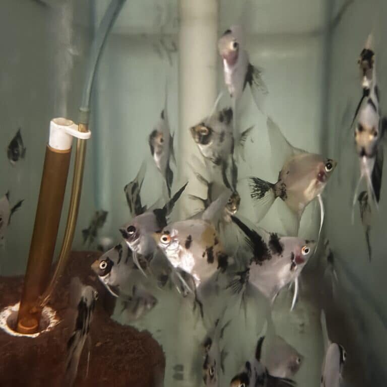 Angelfish Panda