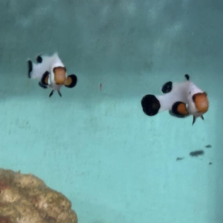 Clownfish White Pair-1
