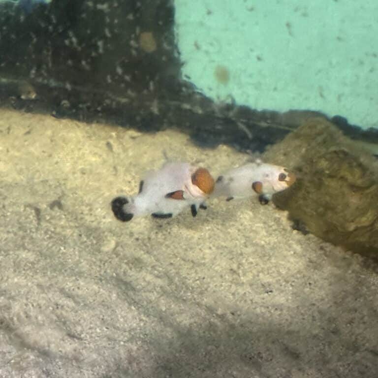 Clownfish White Pair-2