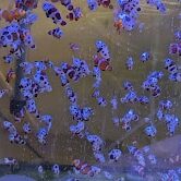 Clownfish2