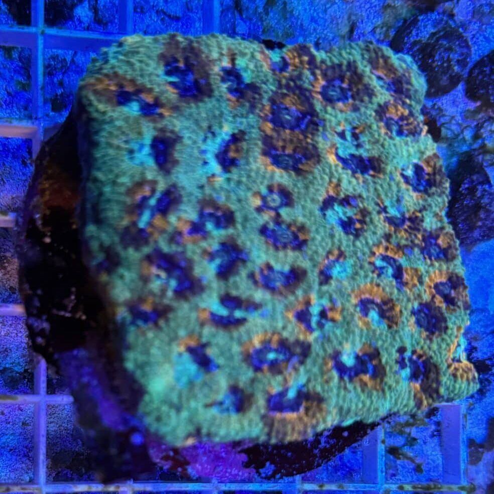 Coral Colony Acanthastrea Saltwater Reef Coral WYSIWYG CRV1