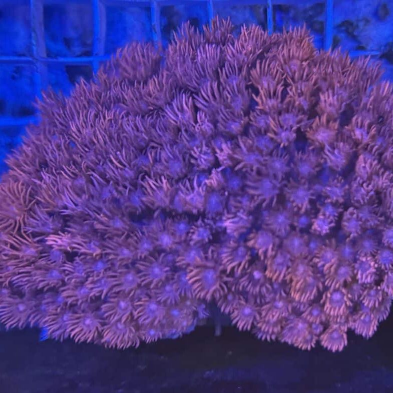 Coral Colony LPS Goniopora Red