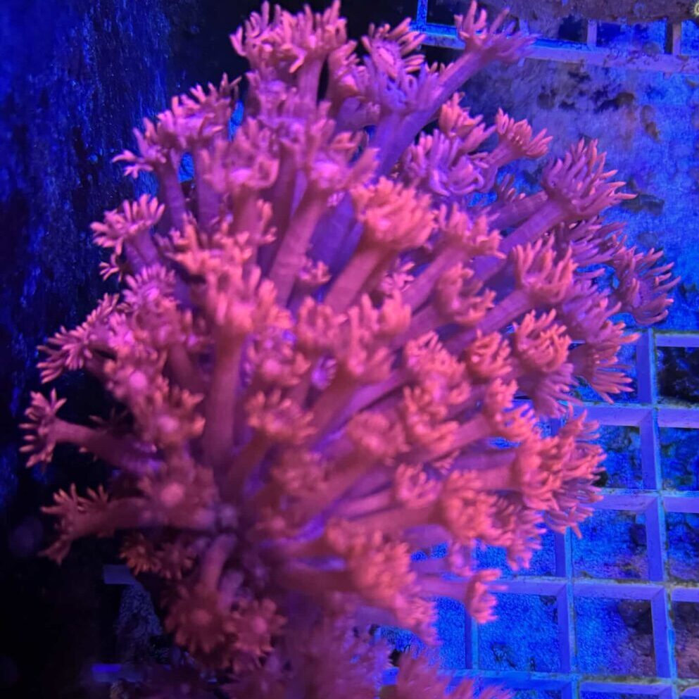 Coral Colony LPS Goniopora Two Tone Red CRV1