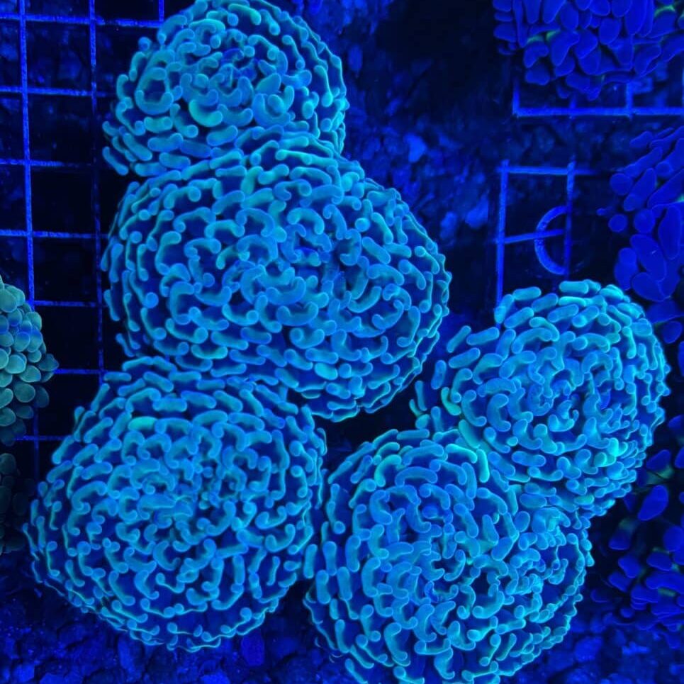 Coral Colony LPS Hammer Green Neon 5+ Heads Saltwater Reef