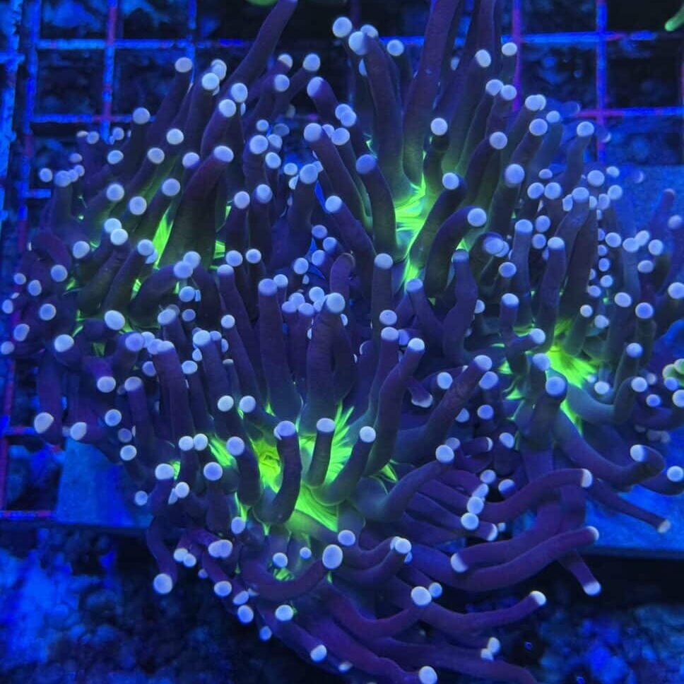 Coral Colony LPS Torch Joker Malaysian 4+Heads Euphyllia glabrescens CM6-R2-A1