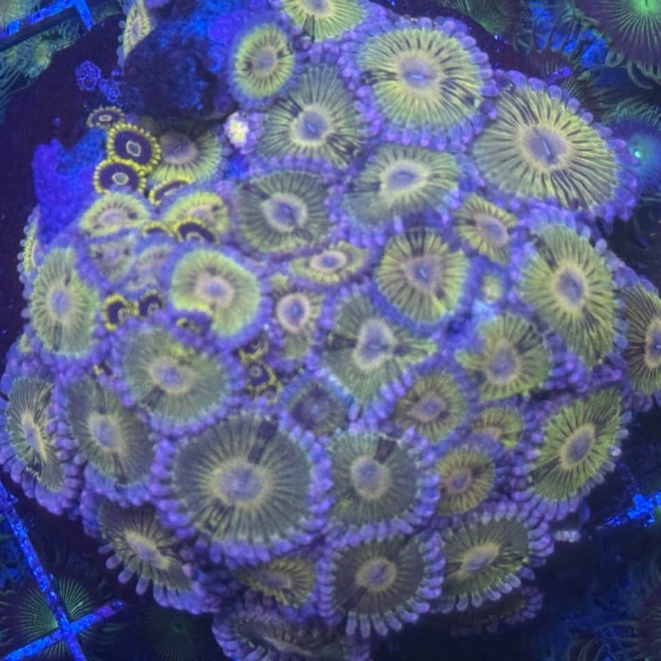 Coral Colony Soft Zoanthid Ultra CMT11-R11-ALL
