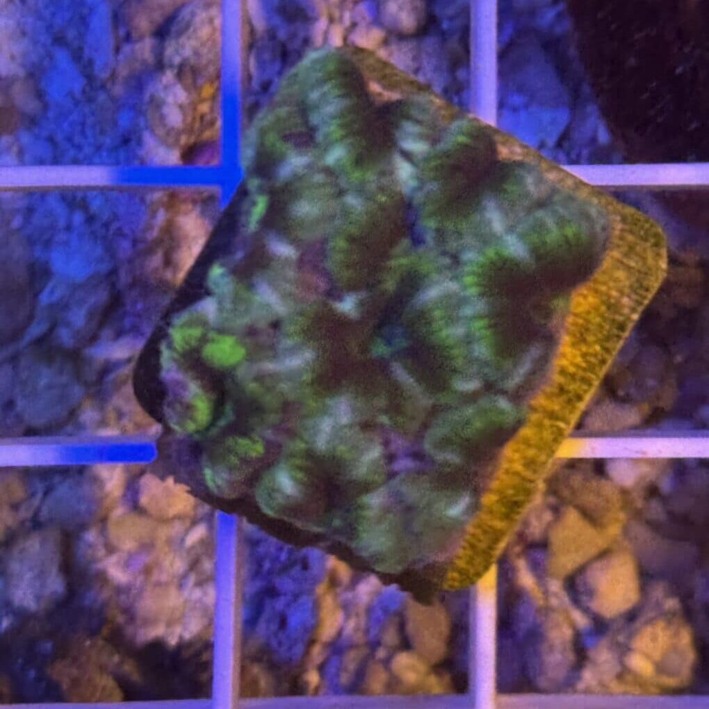Coral Frag LPS Acanthastrea CRV-R8-B2 Saltwater Reef