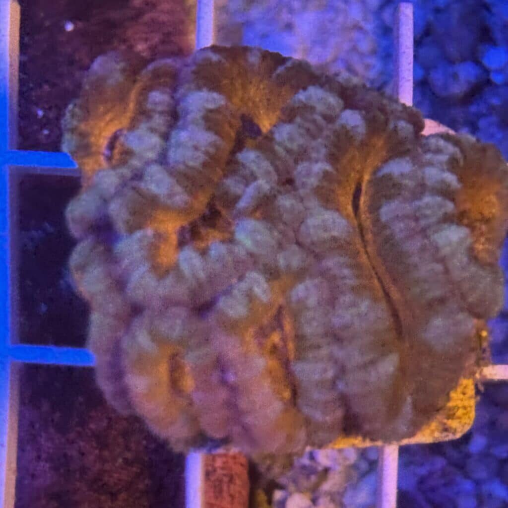 Coral Frag LPS Acanthastrea CRV-R8-B3 Saltwater Reef