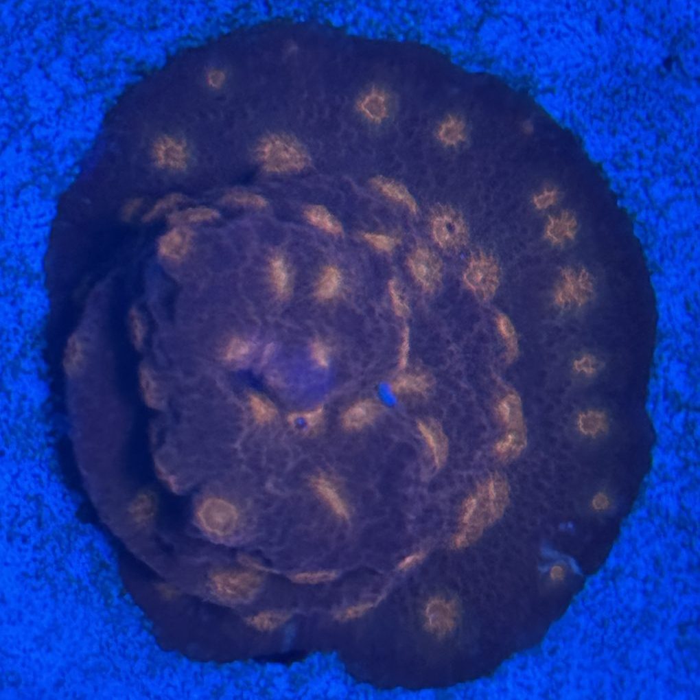 Coral Frag LPS Cyphastrea Jason Fox Flicka Flame