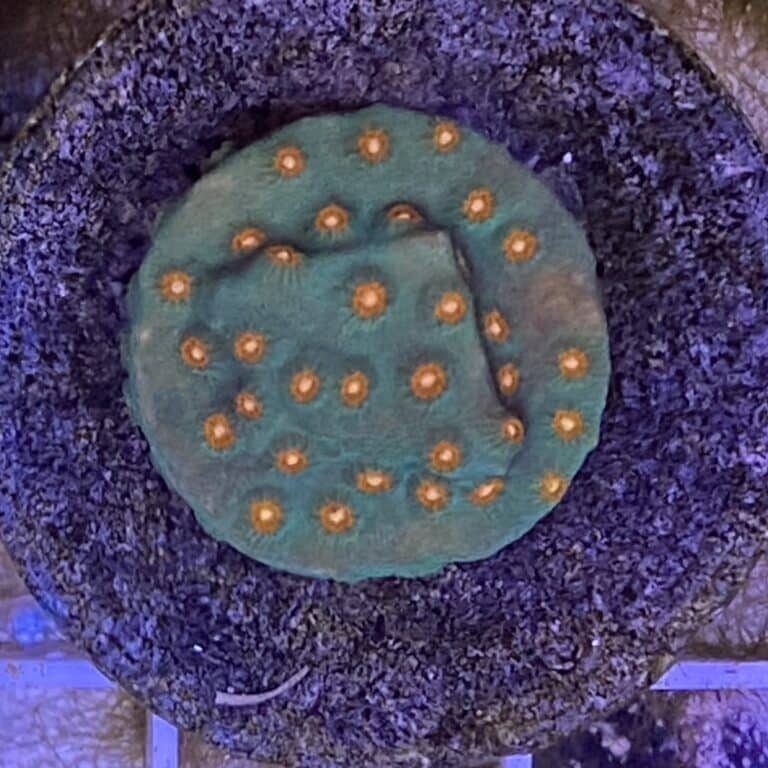 Coral Frag LPS Cyphastrea Jingle Bells Green & Orange Polyps Saltwater Reef