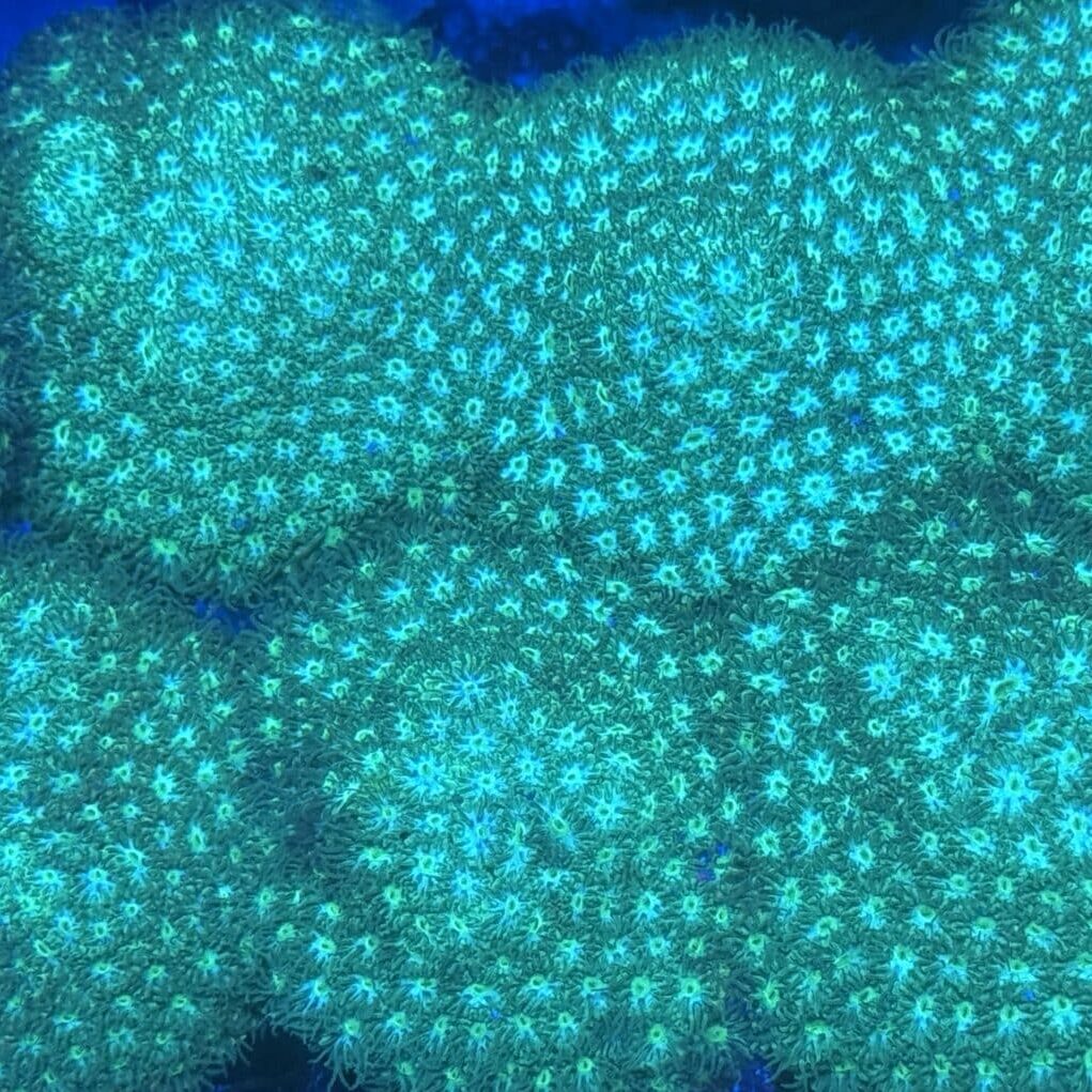Coral Frag LPS Leptastea Green Neon Saltwater Reef