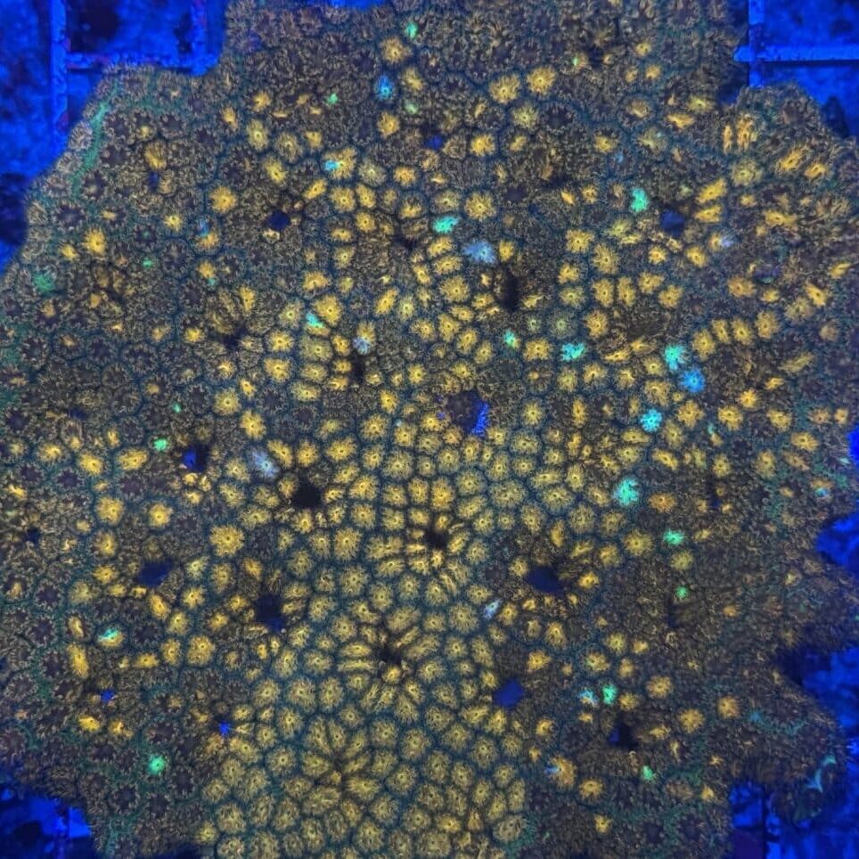 Coral Frag LPS Leptastea Orange Green Random Polyp Saltwater Reef