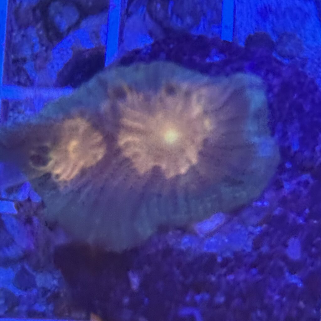 Coral Frag LPS Pectinia Ultra WYSIWYG Saltwater Reef