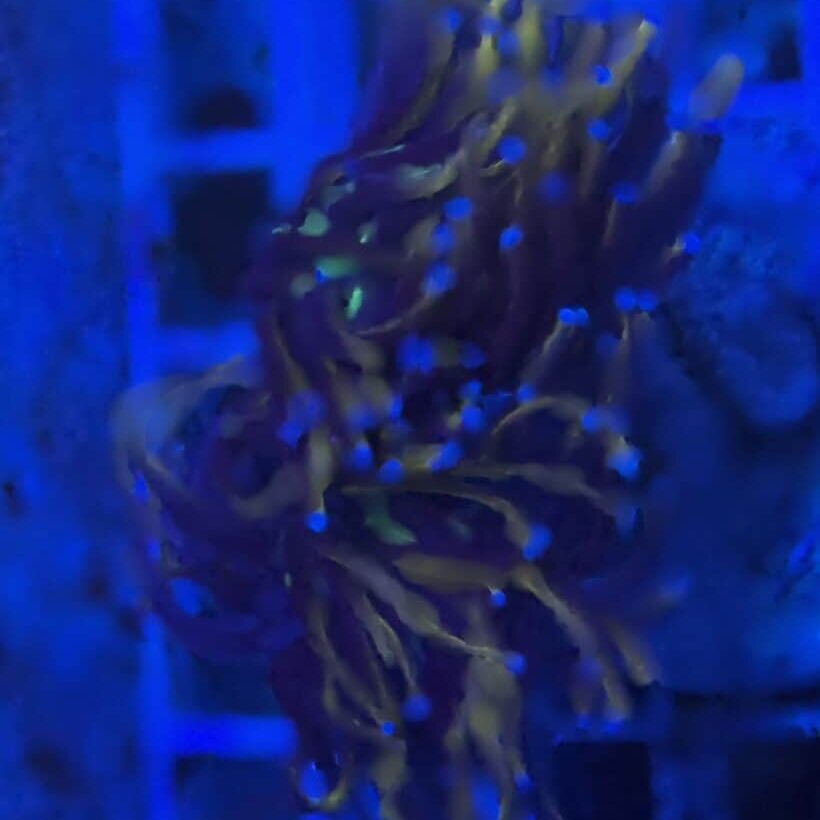 Coral Frag LPS Torch 24k Gold 2 Heads Euphyllia glabrescens CM7-R2-A1