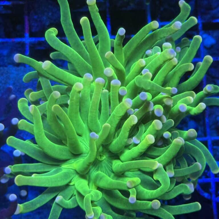 Coral Frag LPS Torch Cotton Candy 2 Head Euphyllia glabrescens CM6-R2-B1