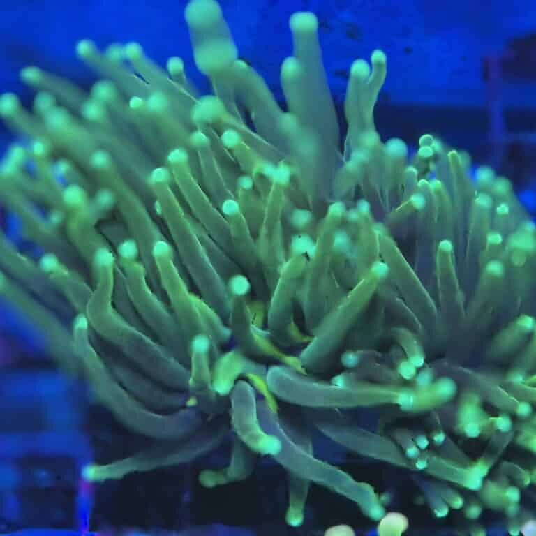 Coral Frag LPS Torch Green Green Tip 2 Heads Euphyllia glabrescens