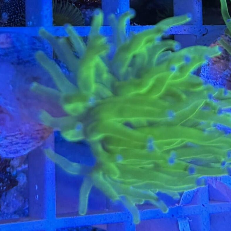Coral Frag LPS Torch Incredible Hulk Euphyllia glabrescens CRV1-L2