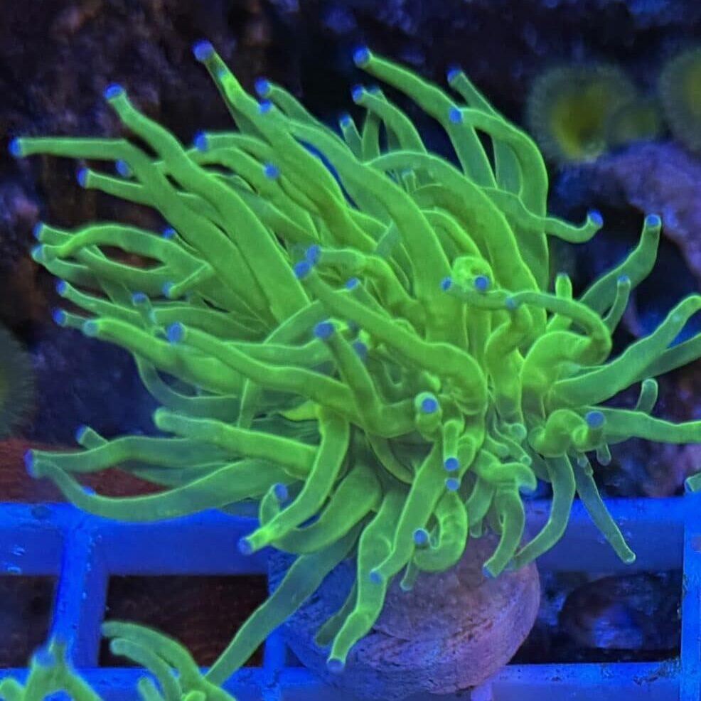 Coral Frag LPS Torch Incredible Hulk Euphyllia glabrescens CRV1-R1