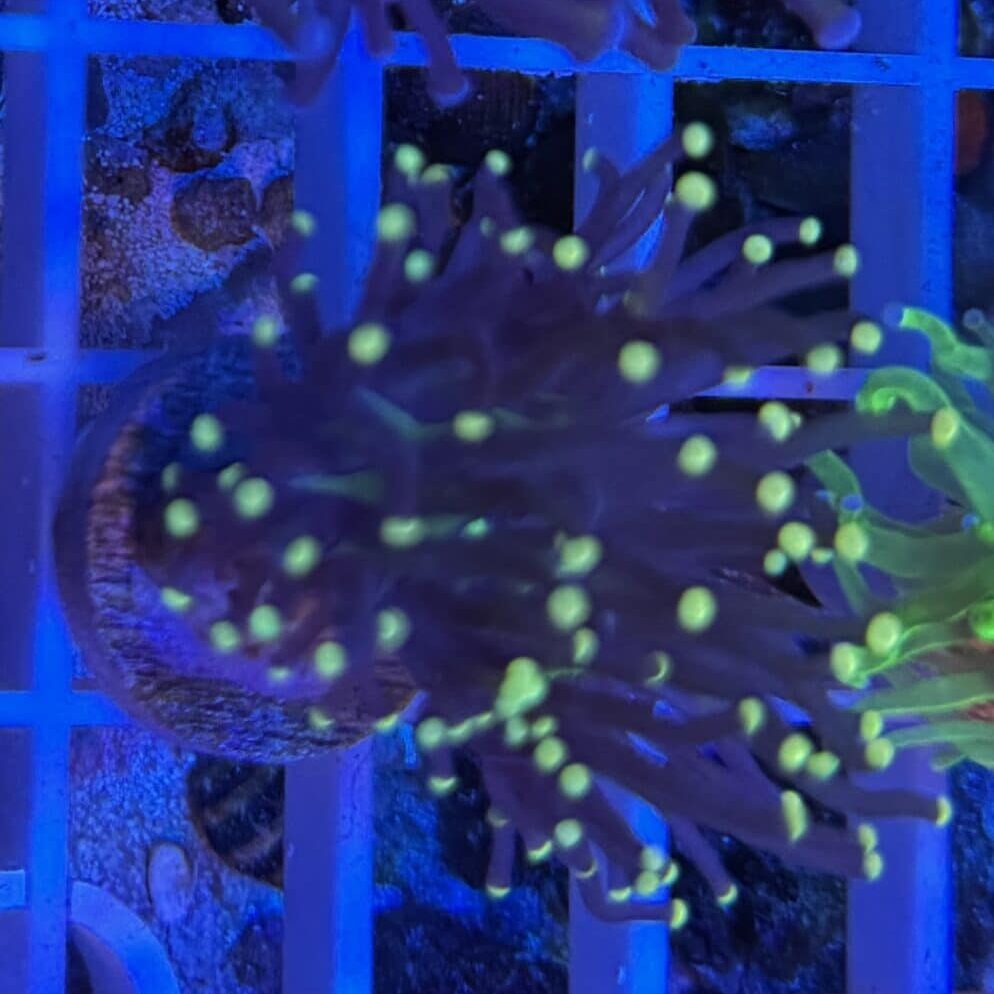 Coral Frag LPS Torch Yellow Tip Euphyllia glabrescens CRV1-R4