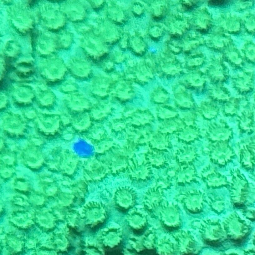 Coral Frag LPS Cyphastrea Green Saltwater Reef