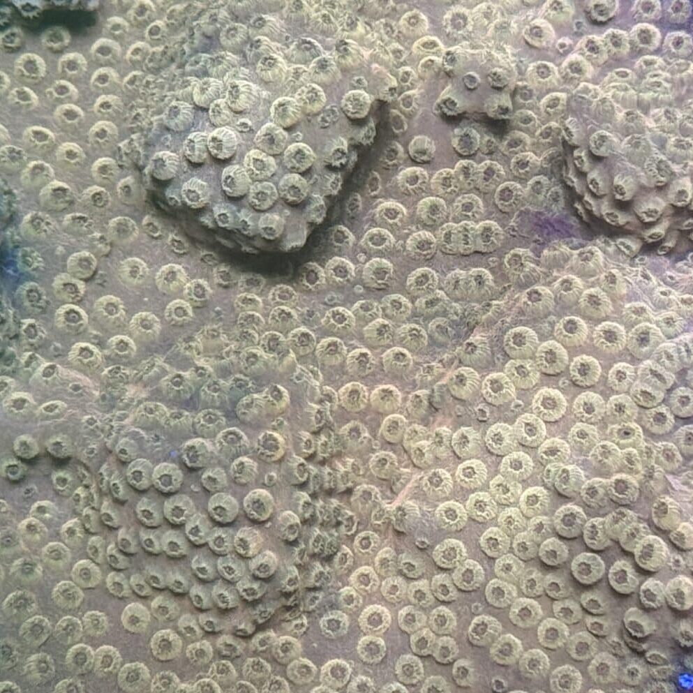 Restaurant Curry Fish Head @ PJ | Becky-Wong, image size:993x993