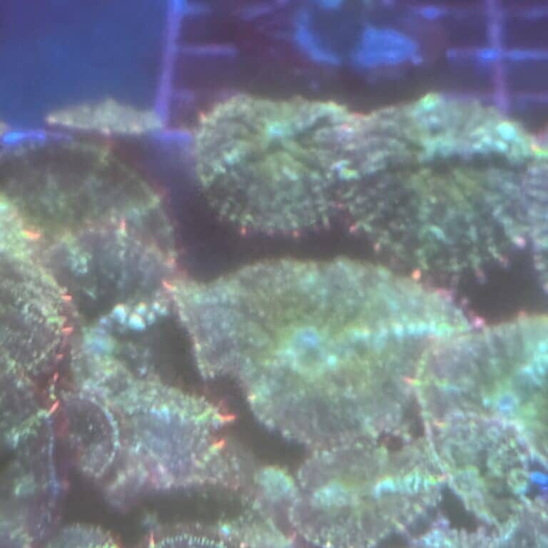 Coral Frag Soft Rhodactis Mardi Gras Bounce Mushroom