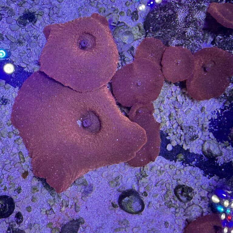 Discoma Red Mushroom